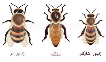 bee