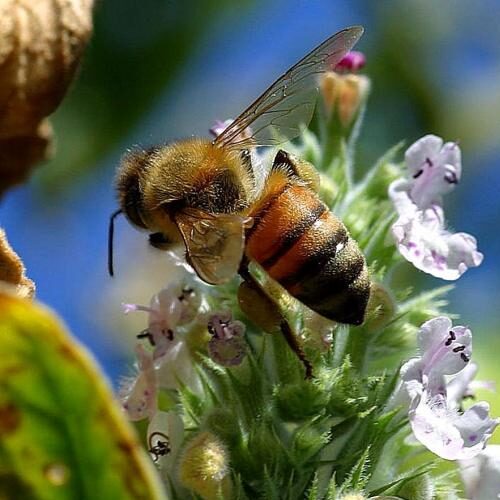 beee